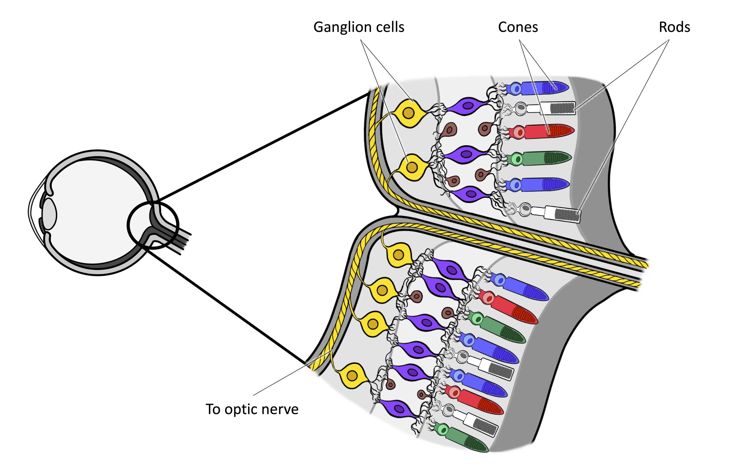 This illustration shows light reaching the optic nerve, beneath which are Ganglion cells, and then rods and cones. (
