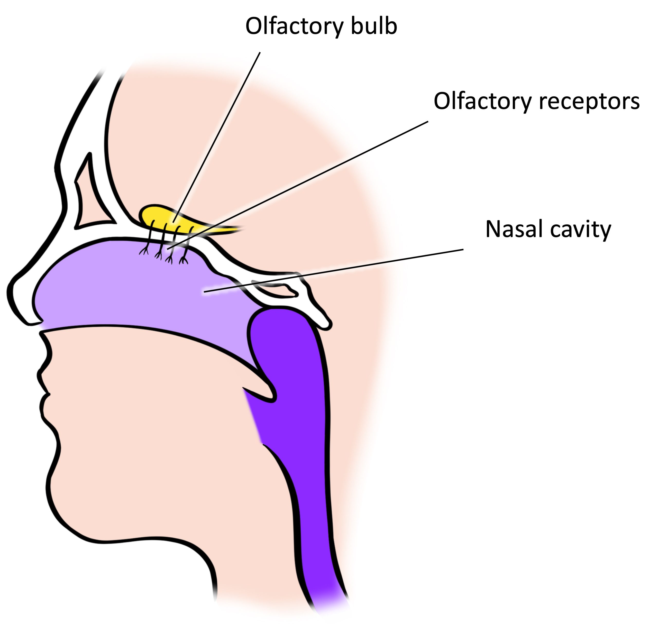 An illustration shows a side view of a human head and the location of the “nasal cavity,” “olfactory receptors,” and “olfactory bulb.”