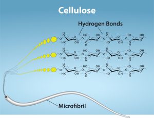 Three different magnifications of cellulose are shown. The microfibril is shown as a string-like tube. Further magnification shows that the microfibril is made up of chains of glucose molecules. Further magnification shows the structure of the glucose and that they are linked by hydrogen bonds.