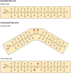 A comparison of saturated and unsaturated fatty acids is shown. Stearic acid, a saturated fatty acid, has a hydrocarbon chain seventeen residues long attached to an acetyl group. Oleic acid also has a seventeen-residue hydrocarbon chain, but a double bond exists between the eighth and ninth carbon in the chain. In cis oleic acid, the hydrogens are on the same side of the double bond. In the cis oleic acid, the 2 hydrogens on the same side cuase the chain to bend. In trans oleic acid, they are on opposite sides.