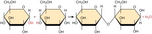 Shown is the reaction of two glucose monomers to form maltose. When maltose is formed, a water molecules is released. The components of the linkage are upper case O upper case H from one glucose molecule combining with one upper case H from the second glucose molecule.