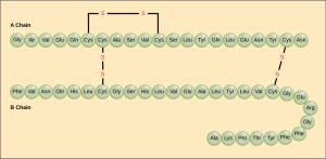 The amino acid sequences for the A chain and B chain of bovine insulin are shown. The A chain is 21 amino acids in length, and the B chain is 30 amino acids in length. One disulfide, or S S bond, connects two cysteine residues in the A chain. Two other disulfide linkages connect the A chain to the B chain.