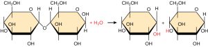 Shown is the breakdown of maltose to form two glucose monomers. Water is a reactant. The water molecule, upper case H subscript 2 baseline upper case O, breaks apart, with upper O upper H obtained by one of the glucose molecules, and upper H obtained by the second glucose molecule.