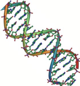The molecular structure of D N A is shown. D N A consists of two antiparallel strands twisted in a double helix. The phosphate backbone is on the outside, and the nitrogenous bases face one another on the inside. The bases appear as strands between the phosphate backbone of the double helix.