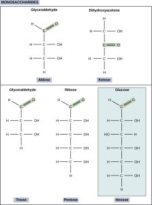 The molecular structures of glyceraldehyde, an aldose, and dihydroxyacetone, a ketose, are shown. Both sugars have a three-carbon backbone. Glyceraldehyde has a carbonyl group (c double bonded to O) at one end of the carbon chain with hydroxyl (OH) groups attached to the other carbons. Dihydroxyacetone has a carbonyl group in the middle of the chain and alcohol groups at each end. The molecular structures of linear forms of ribose, a pentose, and glucose, a hexose, are also shown. Both ribose and glucose are aldoses with a carbonyl group at the end of chain,and hydroxyl groups attached to the other carbons.