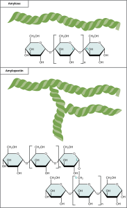The chemical structures of amylose and amylopectin are shown. Amylose consists of unbranched chains of glucose subunits, and amylopectin consists of branched chains of glucose subunits.