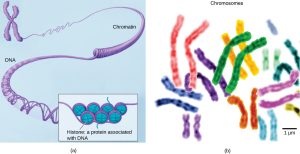 Part a: In this illustration, DNA tightly coiled into two thick cylinders is shown in the upper right. A close-up shows how the DNA is coiled around proteins called histones. Part b: This image shows paired chromosomes. The chromosomes are shown as a collection of slender tubes.