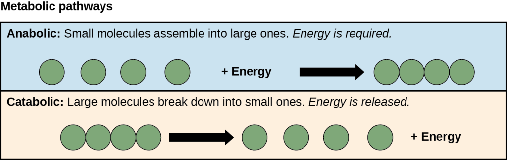 Anabolic and catabolic pathways are shown. In the anabolic pathway (top), four small molecules have energy added to them to make one large molecule. In the catabolic pathway (bottom), one large molecule is broken down into two components: four small molecules plus energy.