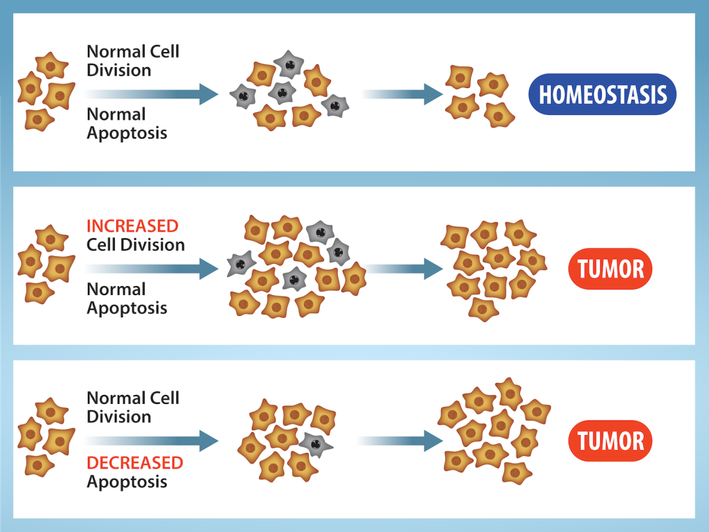 Three situations are shown. In the first, normal cell division and normal apoptosis creates a balanced mixture of cells and results in homeostasis. In the second, increased cell division and normal apoptosis results in a tumor. In the third, normal cell division and decreased apoptosis results in a tumor.