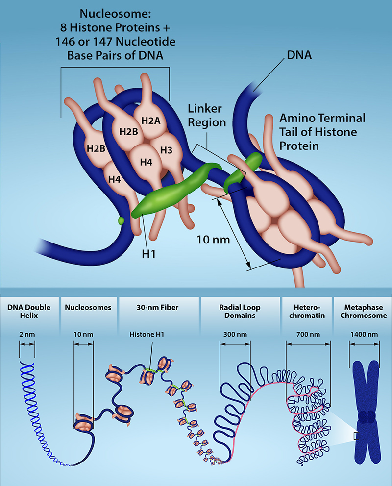 A detail of a nucleosme shows 8 Histone proteins and 146 or 147 Nucleotide Base pairs; they are connected by a linker region to the Amino tail of the histone protein. Then, several levels of magnification reveal details of DNA. A D N A double helix is about 2 nanometers wide. The double helix wraps around proteins called histones to form nucleosomes. The entire D N A molecule wraps around many histones, creating the appearance of beads on a string in the radial loop domains and heterochromatin. The chromatin fiber further condenses into the chromosome at about 1400 nanometers wide.