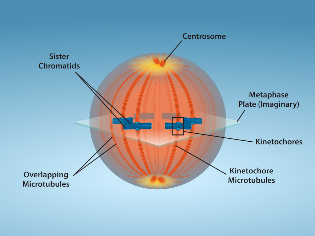 A cell shows overlapping microtubules extending throughout the cell. At the center of the cell, sister chomratids line up. At their center are kinetochores. And at the very ends of the cell, away from the center, are centrosomes.