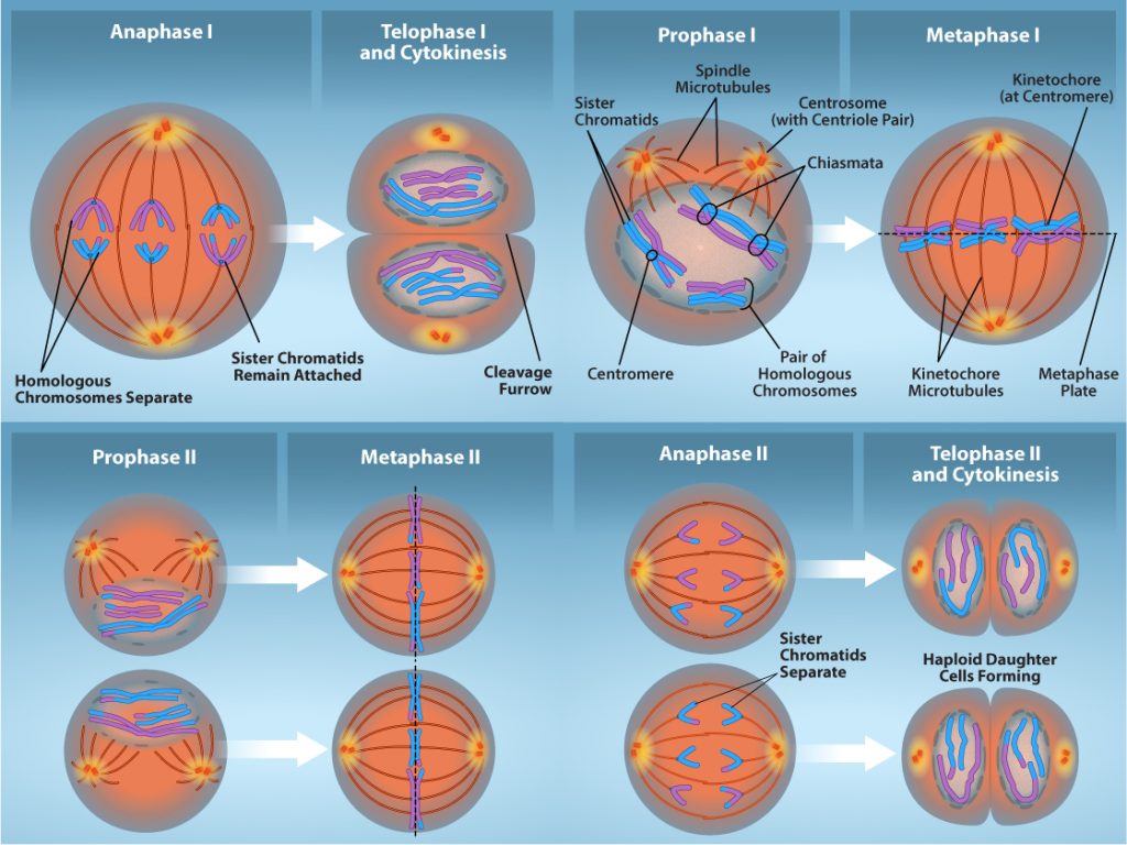 This illustration compares chromosome alignment in meiosis I and meiosis II. In prophase 1, homologous pairs of chromosomes are held together by chiasmata. In anaphase 1, the homologous pair separates and the connections at the chiasmata are broken, but the sister chromatids remain attached at the centromere. In Telophase 1, a cleavage furrow forms. In promphase 2, the sister chromatids are held together at the centromere. In anaphase 2, the centromere connections are broken and the sister chromatids separate. In telophase 2 the haploid daughter cells are forming.