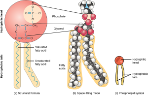 An illustration of a phospholipid shows a hydrophilic head group composed of phosphate connected to a three-carbon glycerol molecule, and two hydrophobic tails composed of long hydrocarbon chains.
