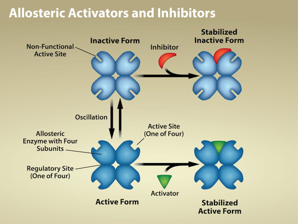 The left part of this diagram shows allosteric inhibition. The allosteric inhibitor binds to the enzyme at a site other than the active site. The shape of the active site is altered so that the enzyme can no longer bind to its substrate. The right part of this diagram shows allosteric activation. The allosteric activator binds to the enzyme at a site other than the active site. The shape of the active site is changed, allowing substrate to bind at a higher affinity.