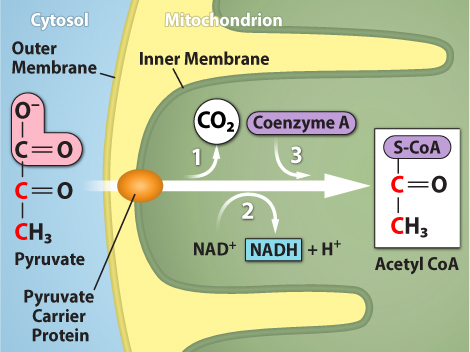 This illustration shows the conversion of pyruvate into acetyl upper case C lower case o upper case A. The Pyruvate begins outside the mitochondrion, in the cytosol. When the pyruvate enters the mitochondrion through the pyruvate carrier protein, a carboxyl group is removed from pyruvate, releasing carbon dioxide. Then, a redox reaction forms acetate and N A D H. In step three, the acetate is transferred coenzyme A, forming acetyl upper C lower o upper A.