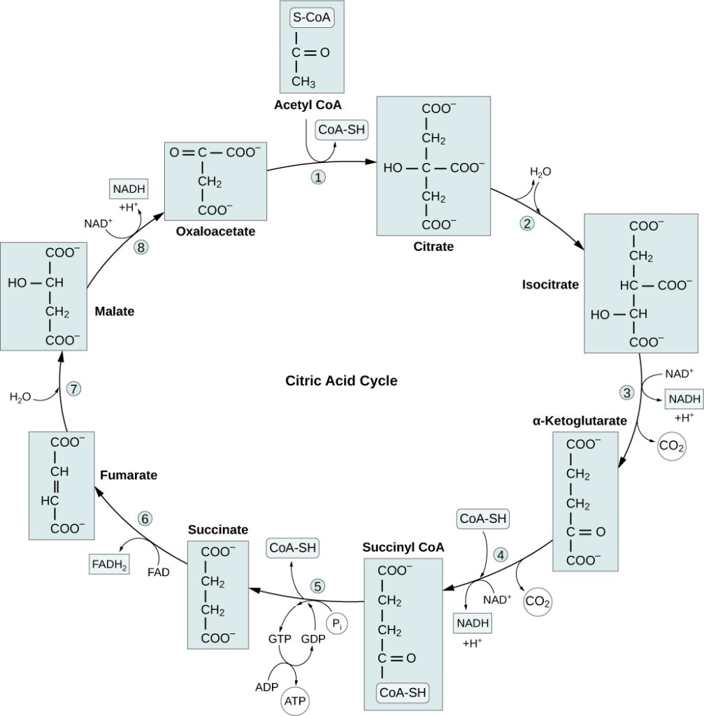 This illustration shows the eight steps of the citric acid cycle. In the first step, the acetyl group from acetyl uppercase C lower case o upper case A is transferred to a four-carbon oxaloacetate molecule to form a six-carbon citrate molecule. In the second step, citrate is rearranged to form isocitrate. In the third step, isocitrate is oxidized to alpha-ketoglutarate. In the process, one N A D H is formed from N A D superscript plus sign baseline; and one carbon dioxide is released. In the fourth step, alpha-ketoglutarate is oxidized and upper C lower o upper A is added, forming succinyl upper C lower o upper A. In the process, another N A D H is formed and another carbon dioxide is released. In the fifth step, upper C lower o upper A is released from succinyl upper C lower o upper A, forming succinate. In the process, one G T P is formed, which is later converted into A T P. In the sixth step, succinate is oxidized to fumarate, and one F A D is reduced to F A D H subscript 2 baseline. In the seventh step, fumarate is converted into malate. In the eighth step, malate is oxidized to oxaloacetate, and another N A D H is formed.