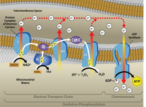 This illustration shows the electron transport chain, the A T P synthase enzyme embedded in the inner mitochondrial membrane, and chemiosmosis occurring in the mitochondrial matrix. The electron transport chain oxidizes substrates and, in the process, pumps protons into the intermembrane space. A T P synthase allows protons to leak back into the matrix and synthesizes A T P in chemiosmosis.
