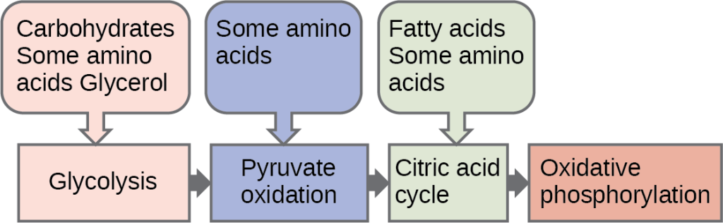 This illustration shows that glycogen, fats, and proteins can be catabolized via aerobic respiration. Glycogen is broken down into glucose, which feeds into glycolysis at the start. Fats are broken down into glycerol, which is processed by glycolysis, and fatty acids are converted into acetyl CoA. Proteins are broken down into amino acids, which are processed at various stages of aerobic respiration, including glycolysis, acetyl CoA formation, and the citric acid cycle.
