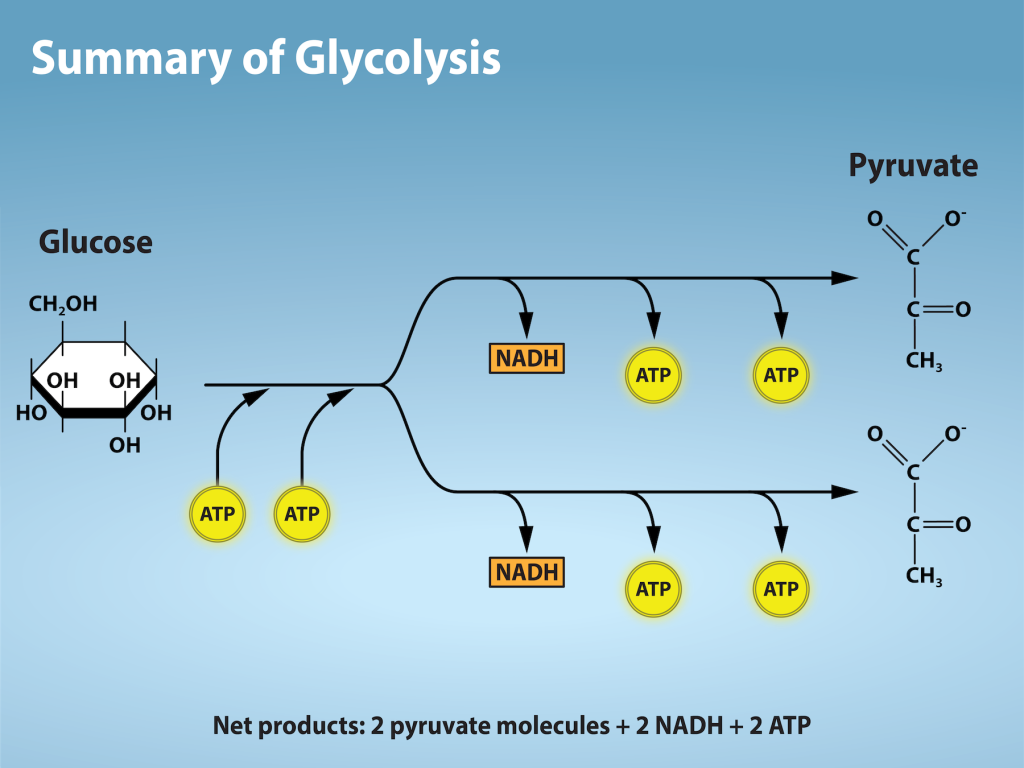 The illustration shows a simplified process of glucose moving through the stages of glycolysis. First two A T P are added, then the glucose is split into two branches, with N A D H and two A T P being released. The net products are 2 pyruvate molecules and 2 N A D H and 2 A T P molecules.