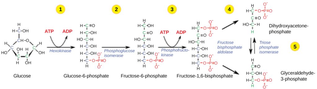 This illustration shows the steps in the first half of glycolysis. In step one, the enzyme hexokinase uses one A T P molecule in the phosphorylation of glucose. In step two, glucose dash 6 dash phosphate is rearranged to form fructose dash 6 dash phosphate by phosphoglucose isomerase. In step three, phosphofructokinase uses a second A T P molecule in the phosphorylation of the substrate, forming fructose dash 1, 6 dash bisphosphate. The enzyme fructose bisphosphate aldose splits the substrate into two, forming glyceraldeyde dash 3 dash phosphate and dihydroxyacetone-phosphate. In step 4, triose phosphate isomerase converts the dihydroxyacetone-phosphate into glyceraldehyde dash 3 dash phosphate.