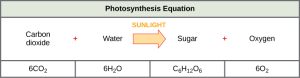 The photosynthesis equation is shown. According to this equation, six carbon dioxide and six water molecules produce one sugar molecule and six oxygen molecules. The sugar molecule is made of six carbons, twelve hydrogens, and six oxygens. Sunlight is used as an energy source.