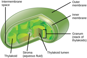 This illustration shows a chloroplast, which has an outer membrane and an inner membrane. The space between the outer and inner membranes is called the intermembrane space. Inside the inner membrane are flat, pancake-like structures called thylakoids. The thylakoids form stacks called grana. The liquid inside the inner membrane is called the stroma, and the space inside the thylakoid is called the thylakoid lumen.