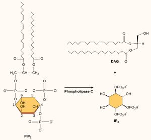 The molecular structures of P I P subscript 2 baseline, D A G, and I P subscript 3 baseline are shown. P I P subscript 2 baseline is a phospholipid that is cleaved by phospholipase C to form D A G, which has a long hydrophobic tail, and I P subscript 3 baseline, a ring structure with three phosphates attached.