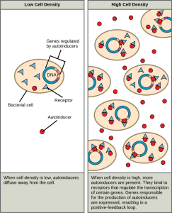 The left part of this illustration shows a single bacterial cell. The cell produces autoinducers, which diffuse away from the cell and cannot bind the intracellular receptor. The right part of this illustration shows many bacterial cells. More autoinducers are present, which bind receptors that in turn bind DNA and regulate the expression of certain genes. Autoinducer gene expression is turned on, resulting in a positive-feedback loop.
