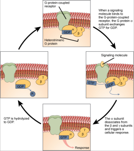 This illustration shows the activation pathway for a heterotrimeric G protein, which has three subunits: alpha beta, and gamma, all associated with the inside of the plasma membrane. When a signaling molecule binds to a G protein-coupled receptor in the plasma membrane, a G D P molecule associated with the alpha subunit is exchanged for G T P. The alpha subunit dissociates from the beta and gamma subunits and triggers a cellular response. Hydrolysis of G T P to G D P terminates the signal.