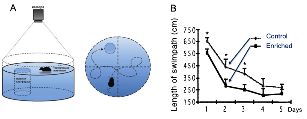 Diagram showing Morris Water Maze apparatus - cylindrical pool with four (imaginary quadrants) and a hidden platform in one quadrant. A graph shows that rats living in enriched environments have superior performance than those living in standard environments.