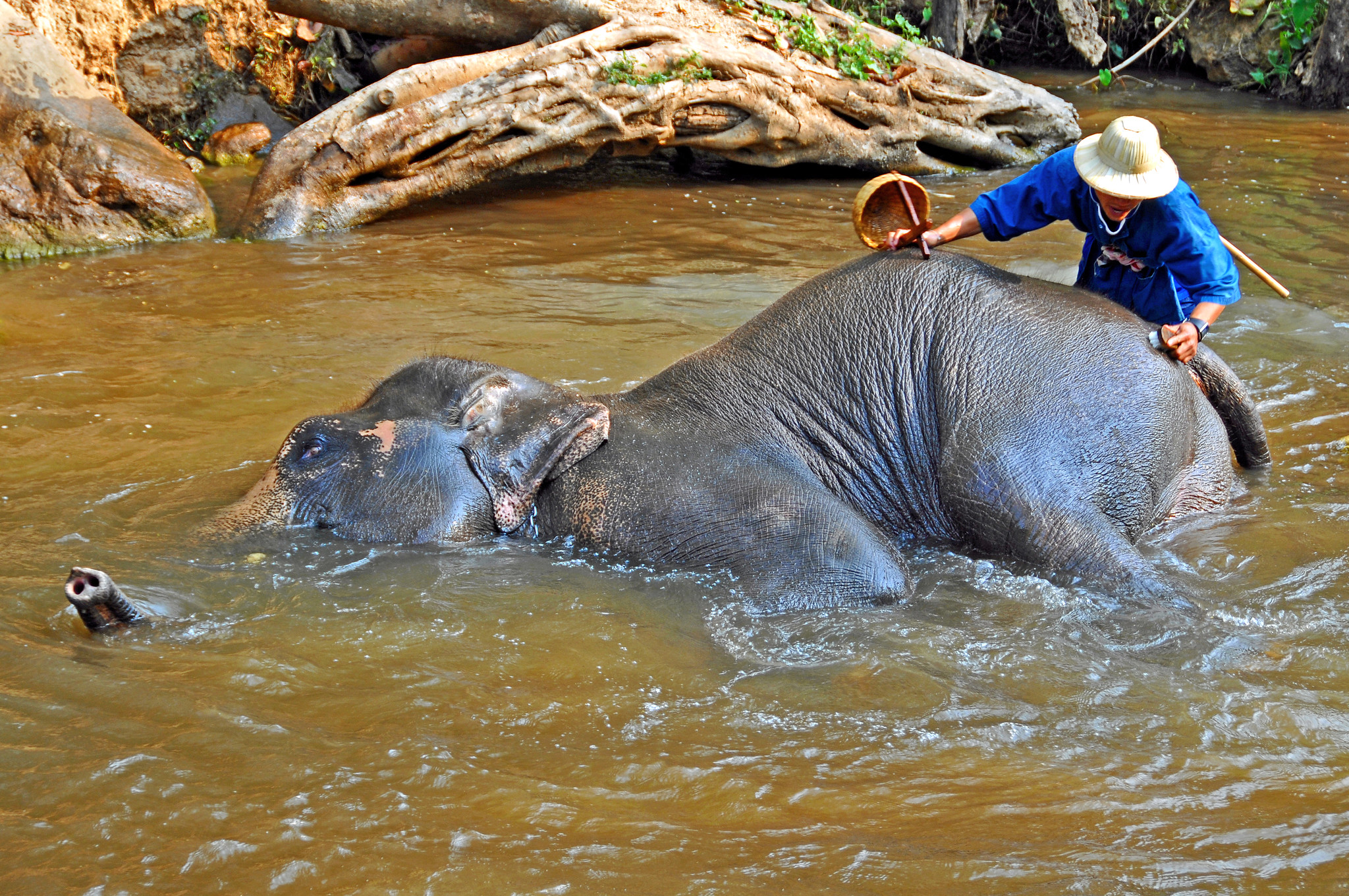An elephant lies in a stream while a person washes his body with a brush. An elephant lies in a stream while a person washes his body with a brush.
