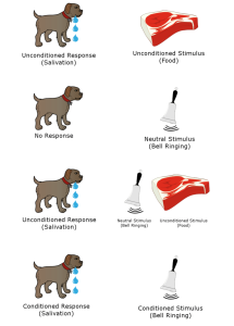 This image illustrates the process of classical conditioning using a dog, food, and a bell. It is divided into four rows representing different stages of learning:First Row: Left: A dog is drooling. Caption: Unconditioned Response (Salivation). Right: A raw piece of meat is shown. Caption: Unconditioned Stimulus (Food). Meaning: The food naturally causes the dog to salivate. Second Row: Left: The same dog is standing still with no reaction. Caption: No Response. Right: A bell is ringing. Caption: Neutral Stimulus (Bell Ringing). Meaning: The bell by itself does not cause salivation yet. Third Row: Left: The dog is salivating again. Caption: Unconditioned Response (Salivation). Right: The bell is ringing next to the meat. Caption: Neutral Stimulus (Bell Ringing) and Unconditioned Stimulus (Food). Meaning: The bell is paired with food, leading the dog to salivate. Fourth Row: Left: The dog is salivating. Caption: Conditioned Response (Salivation). Right: Only the bell is ringing. Caption: Conditioned Stimulus (Bell Ringing). Meaning: The bell alone now causes the dog to salivate due to learned association.